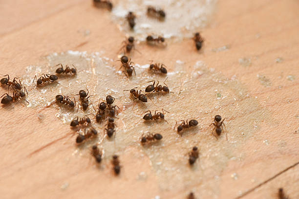 Best Termite Control Services  in Meridian, TX